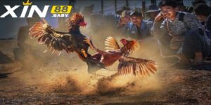 Đá Gà Mộc Bài - Trường Gà Mới Được Nhiều Kê Thủ Miền Nam Ưa Thích