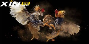 Đá Gà Cựa Dao - Khám Phá Các Trận Đấu Gà Ăn Tiền 2024