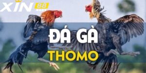 Đá Gà Thomo – Luật Chơi và Quy Định Cá Cược Tại Xin88