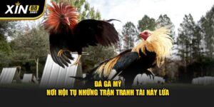 Đá Gà Mỹ - Nơi Hội Tụ Những Trận Tranh Tài Nảy Lửa